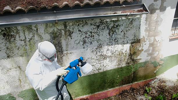 Top rated local Mold Remediation specialists in Dunedin, FL